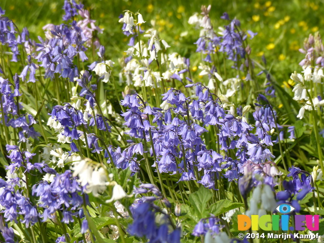 FZ005215 Blue and white Bluebells (Scilla non-scripta) in Dyffryn Gardens